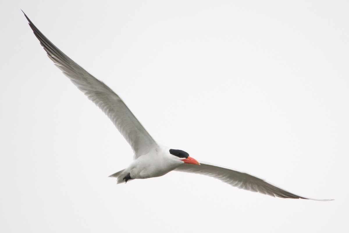 Caspian Tern - ML61428321