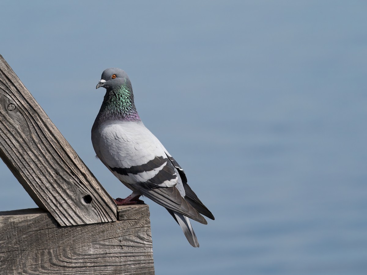 Rock Pigeon (Feral Pigeon) - ML614283247