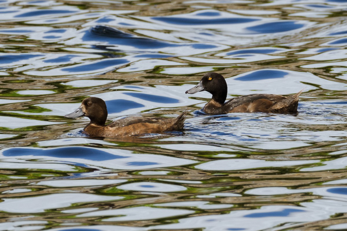 New Zealand Scaup - Nick Athanas