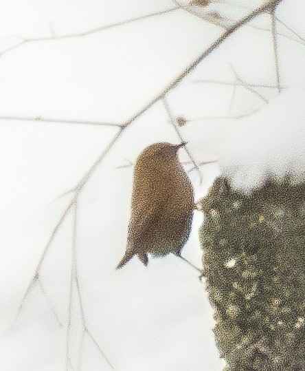 Winter Wren - ML614283336