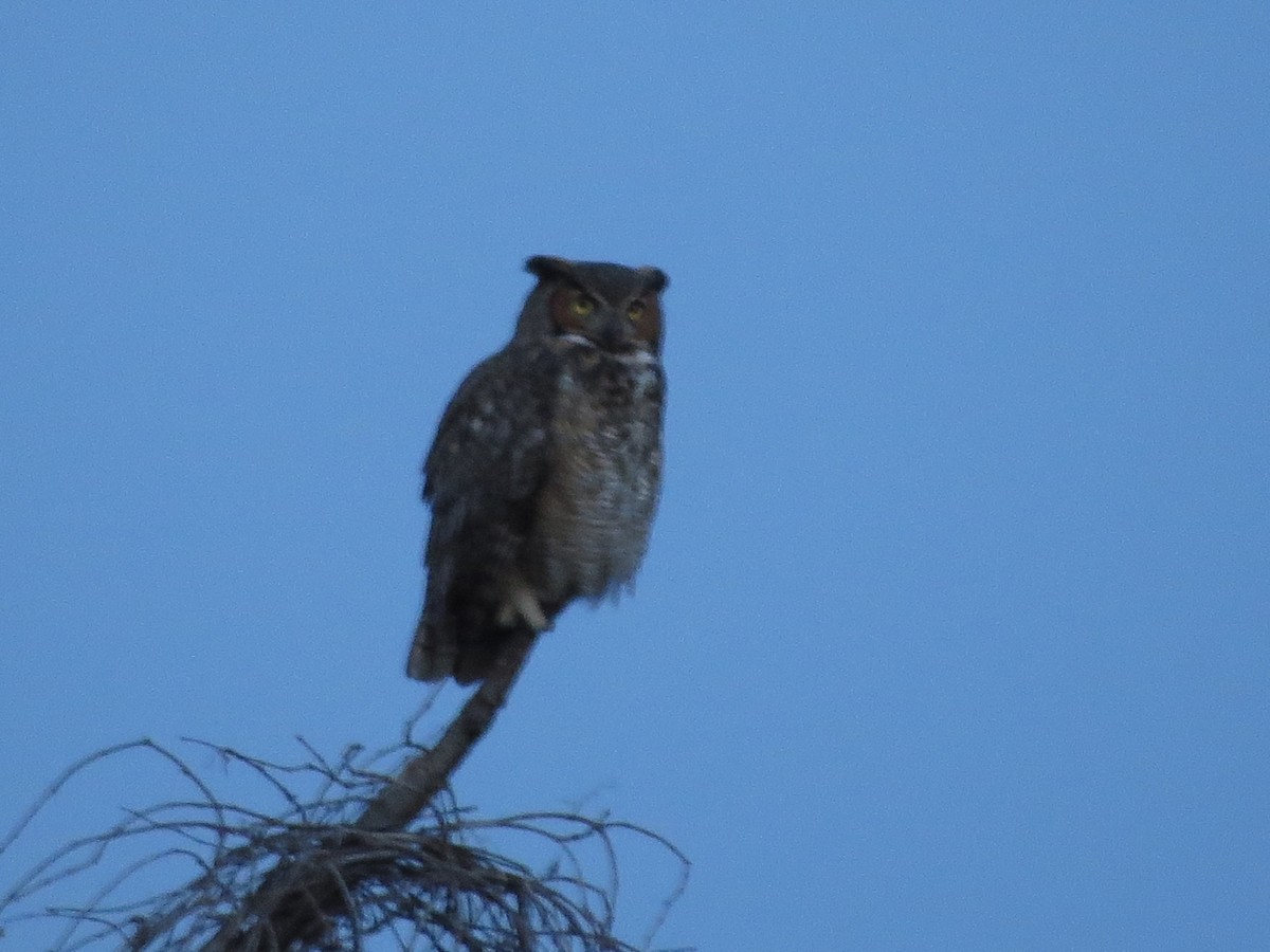 Great Horned Owl - ML614283412