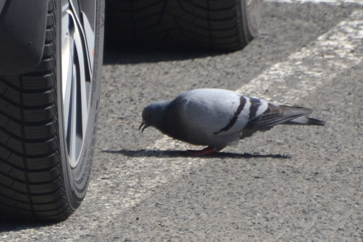 Pigeon biset - ML614283414