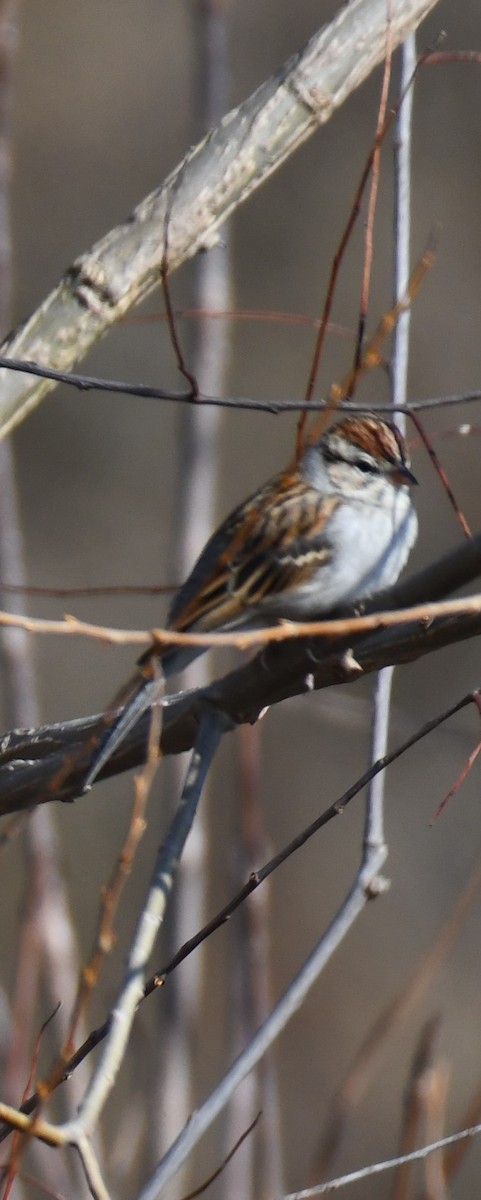 Chipping Sparrow - ML614283430