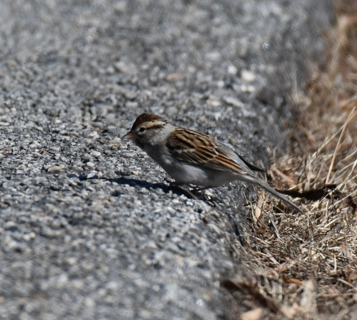 Chipping Sparrow - ML614283433
