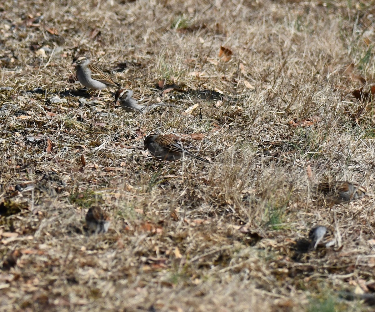 Chipping Sparrow - ML614283437