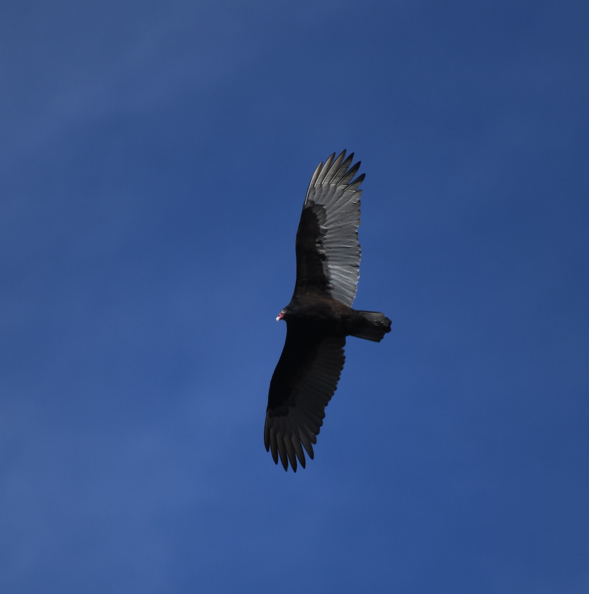 Turkey Vulture - Carolyn Holland