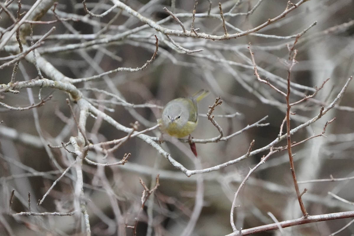 Orange-crowned Warbler (Gray-headed) - ML614283544