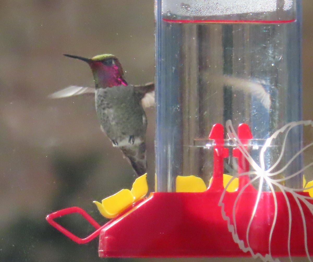 Anna's Hummingbird - ML614283580