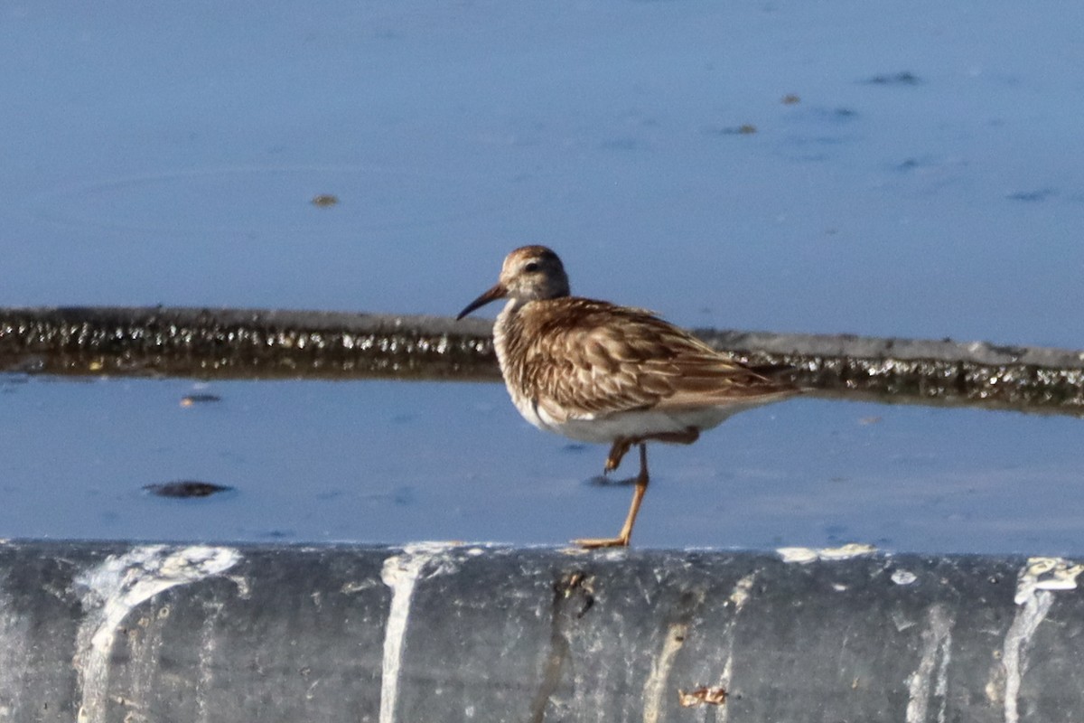 Pectoral Sandpiper - Alexander DeBear