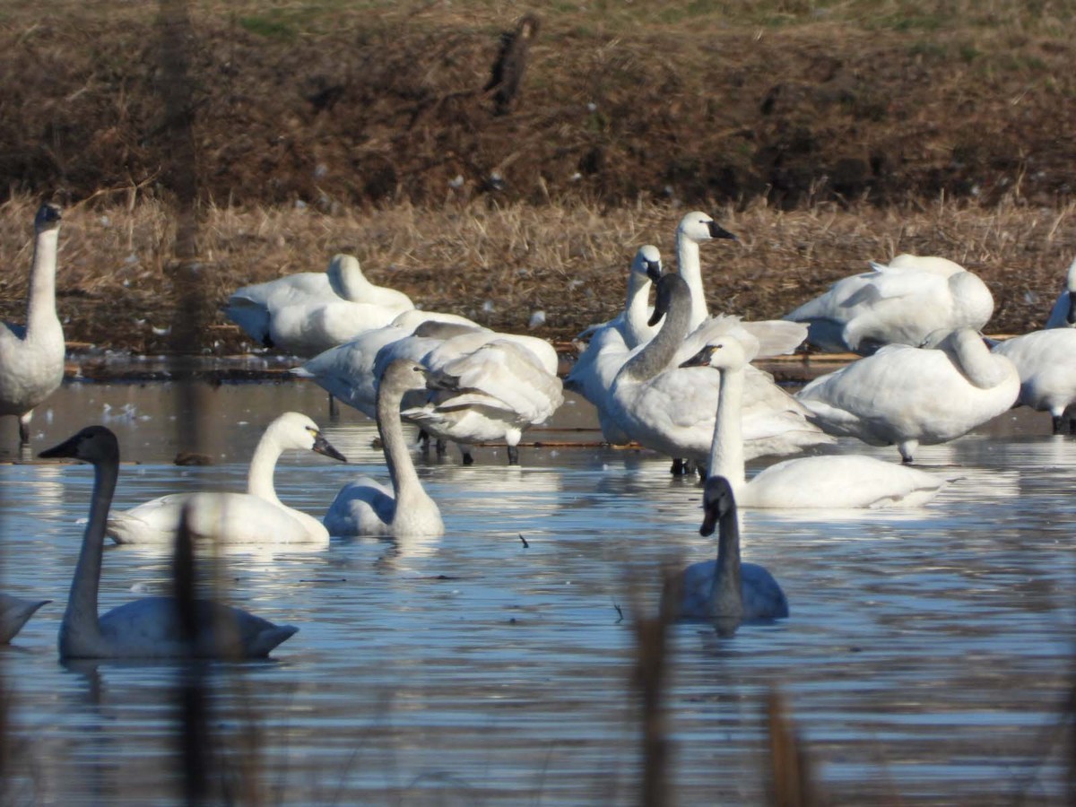 Tundra Swan - ML614283745