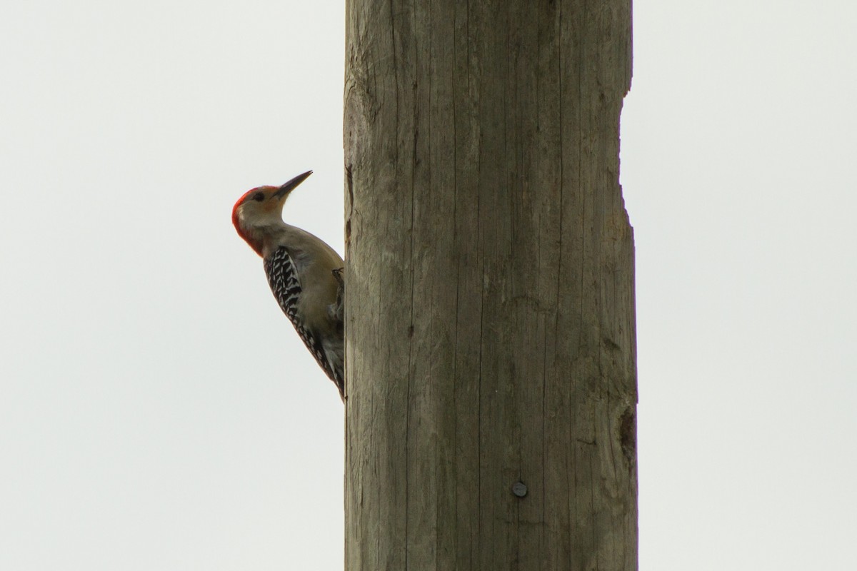 Red-bellied Woodpecker - ML614283761