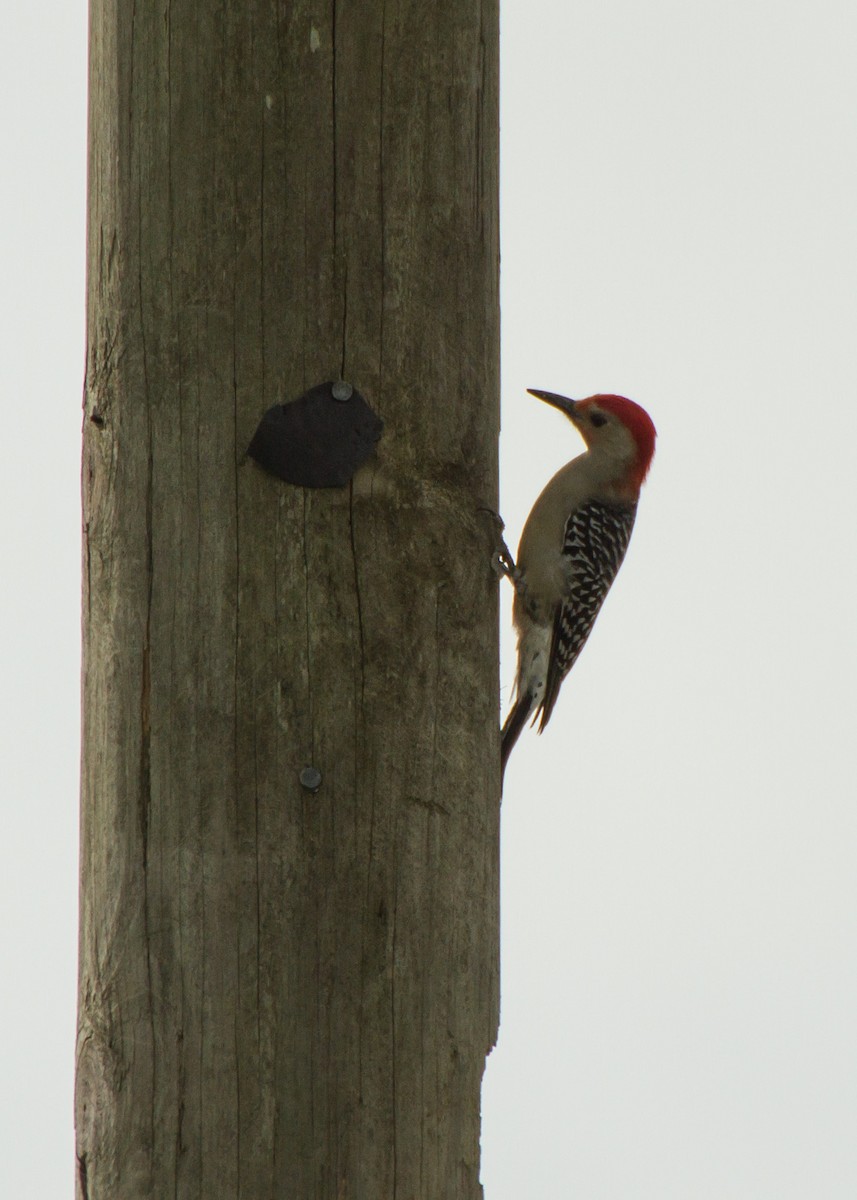 Red-bellied Woodpecker - ML614283762