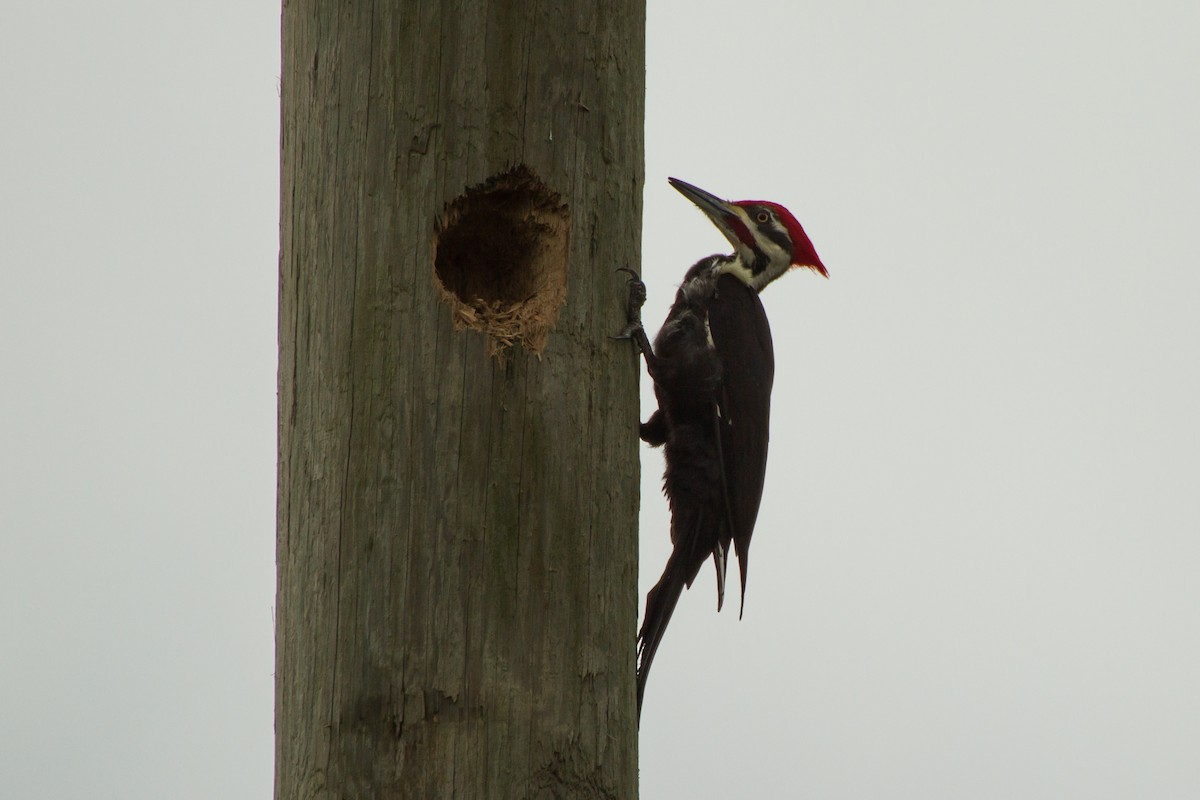 Pileated Woodpecker - Stella Tea