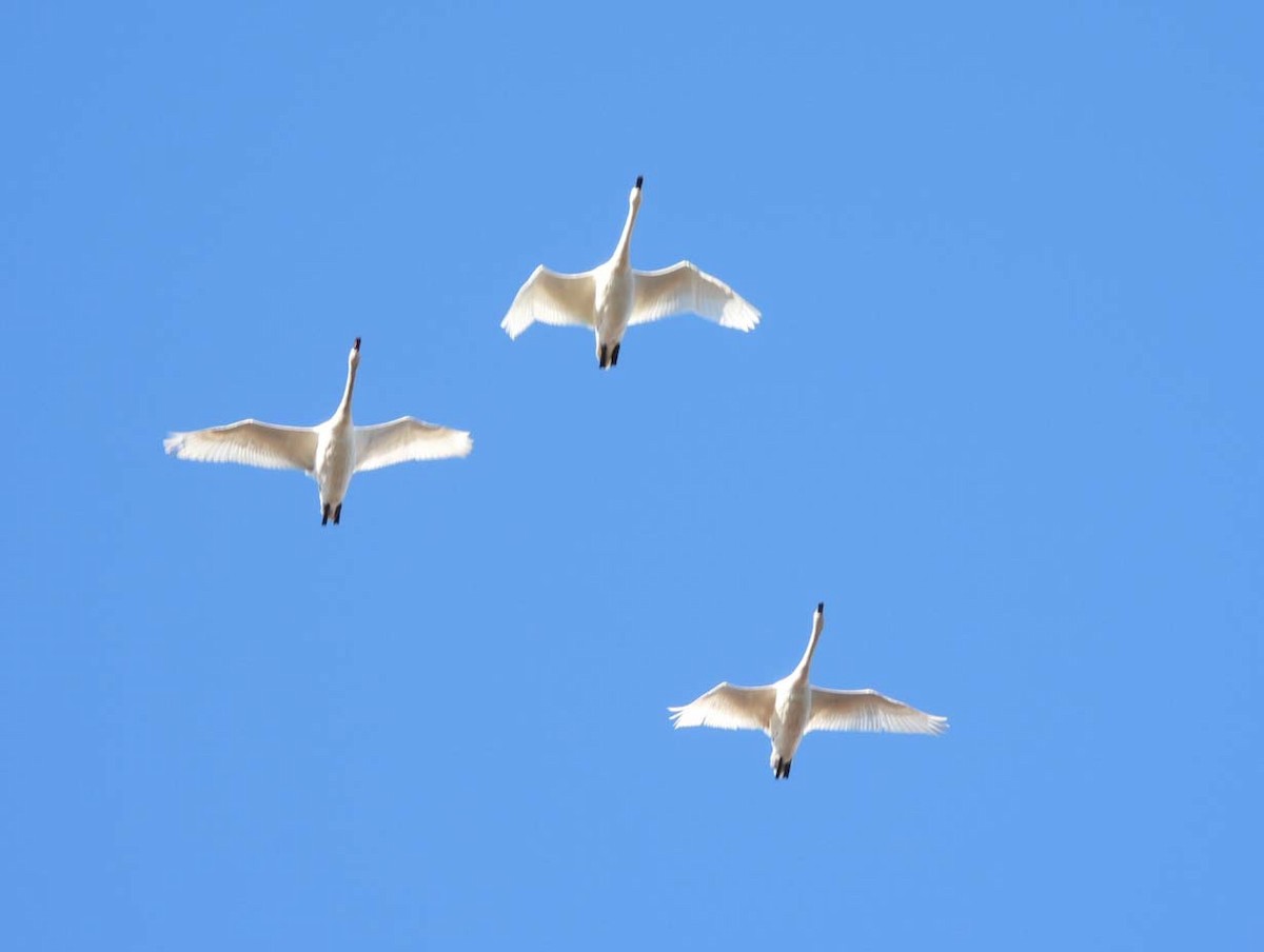 Tundra Swan - Doug Pfeiffer