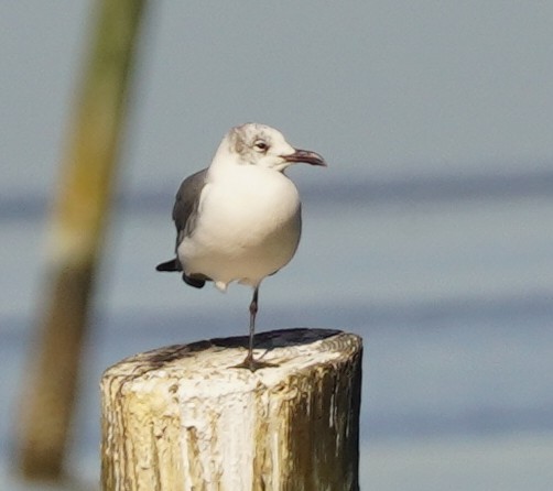 Laughing Gull - John McCallister