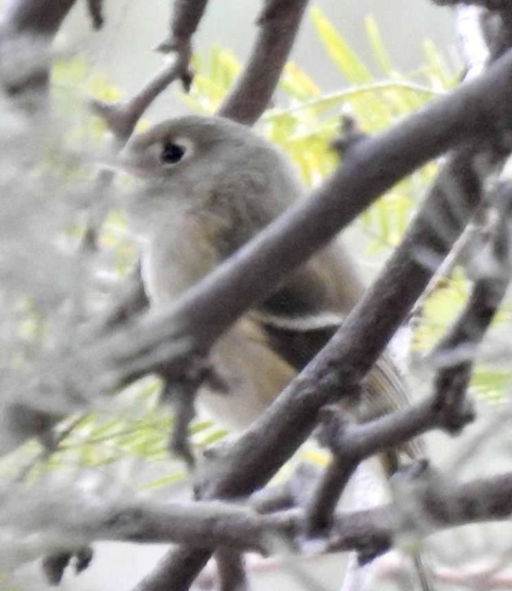 Hutton's Vireo (Interior) - Brian Ison