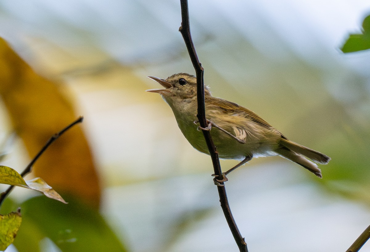 Selayar Leaf Warbler (undescribed form) - Forest Botial-Jarvis