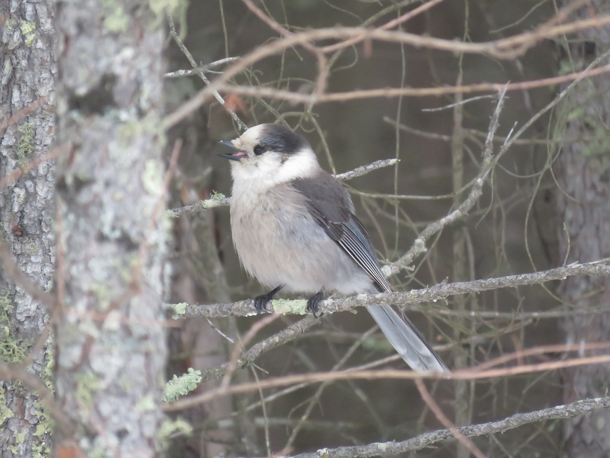 Canada Jay - ML614283825