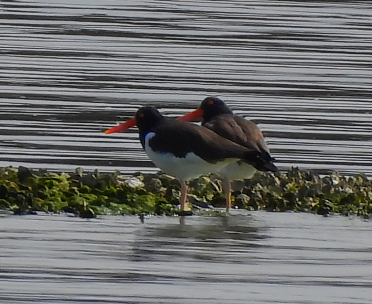 American Oystercatcher - ML614283831