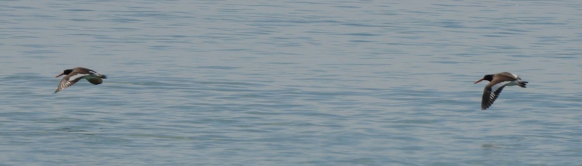 American Oystercatcher - ML614283852