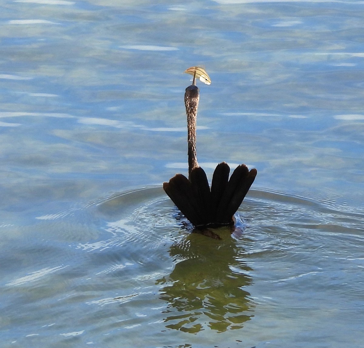 anhinga americká - ML614283877