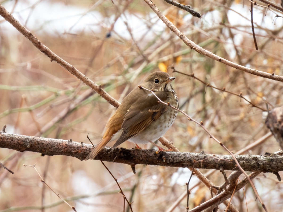 Hermit Thrush - Kathryn Carson