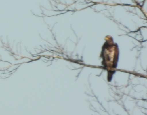 Bald Eagle - Doug Pfeiffer