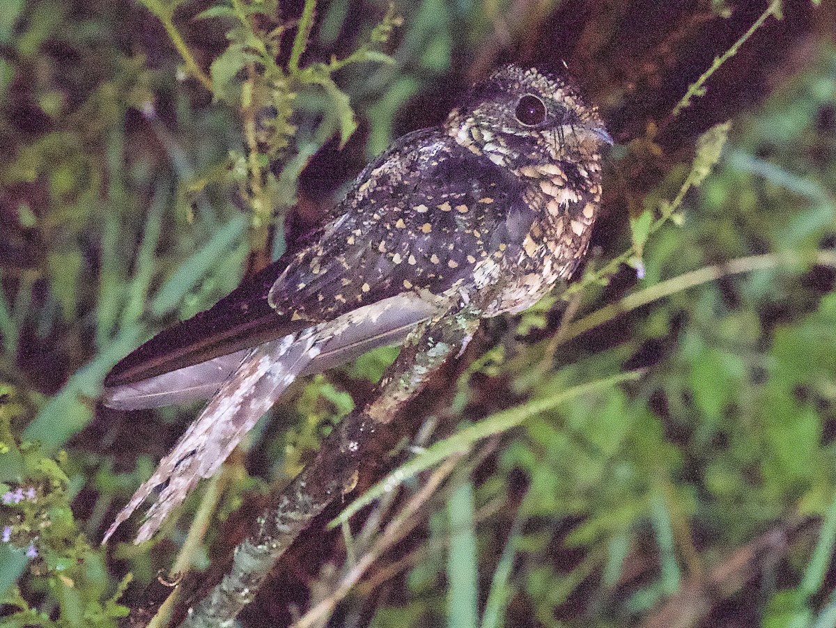 Long-trained Nightjar - ML614283887