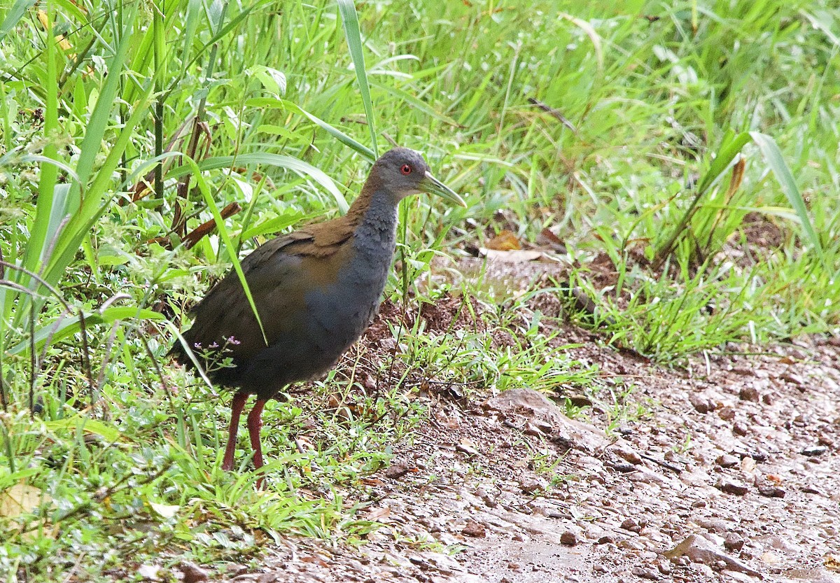 Slaty-breasted Wood-Rail - Craig Rasmussen