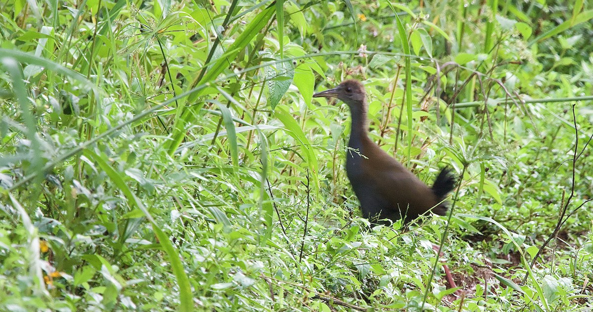 Slaty-breasted Wood-Rail - Craig Rasmussen