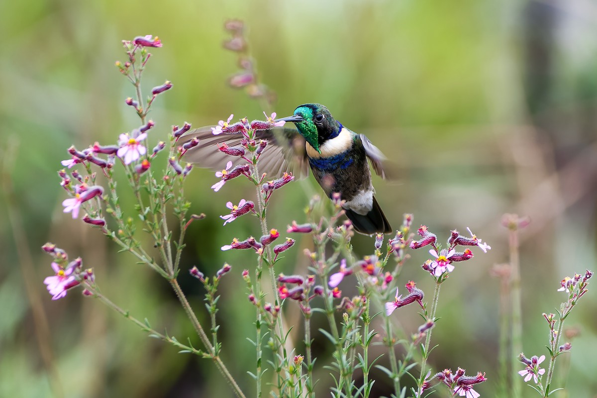 Colibrí Colaceleste - ML614283914