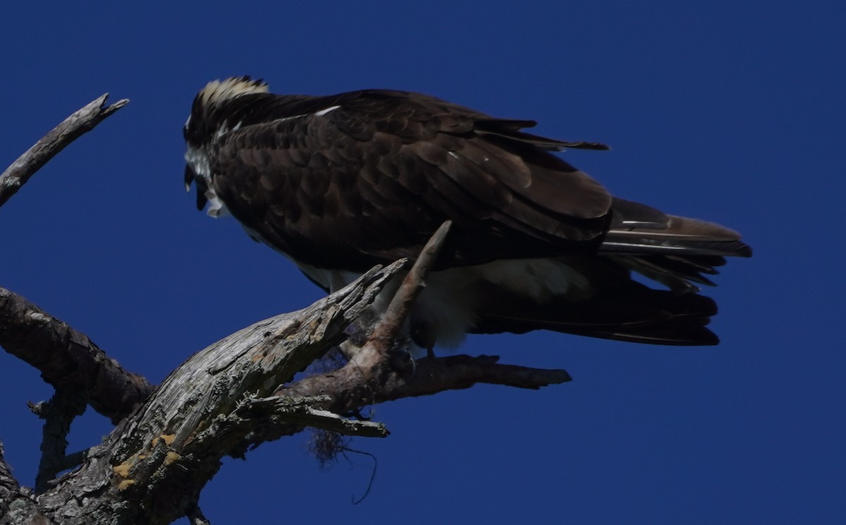 Osprey - John McCallister