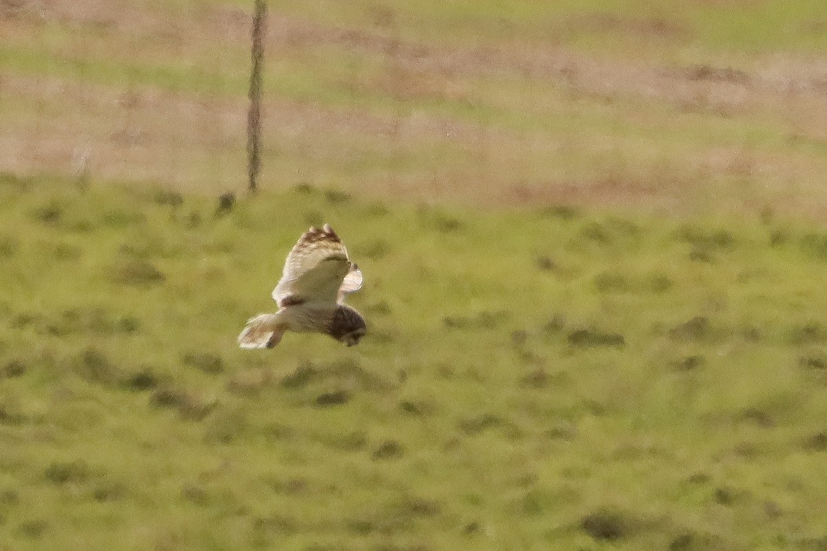 Short-eared Owl - ML614283969