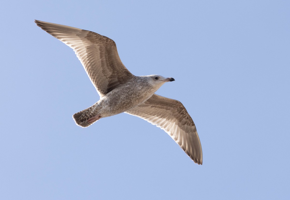 American Herring Gull - ML614283971