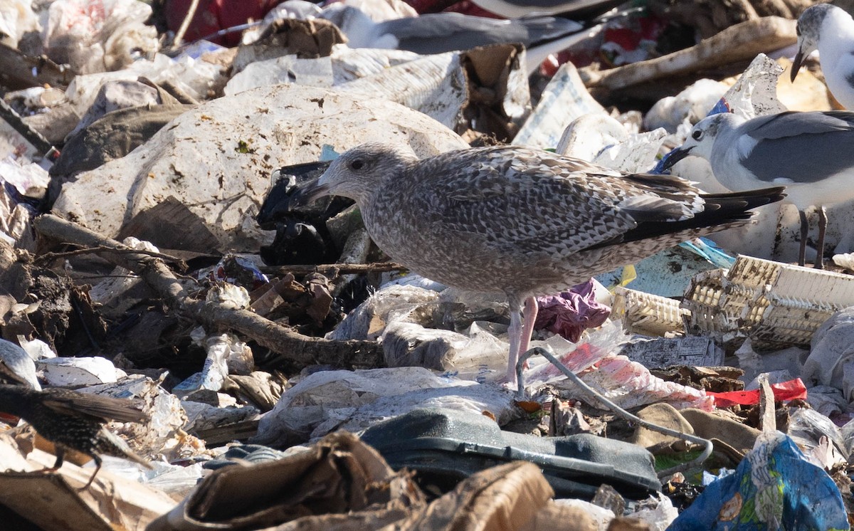 Herring Gull - Ryan Rodriguez