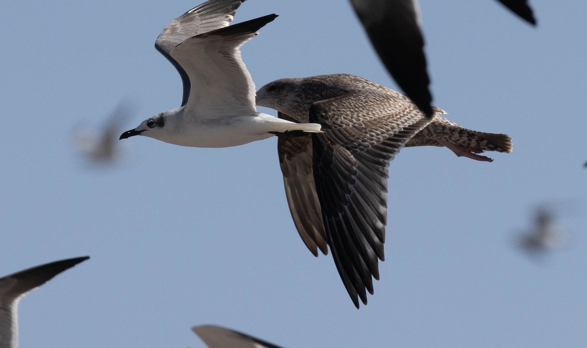 Gaviota Argéntea - ML614283973