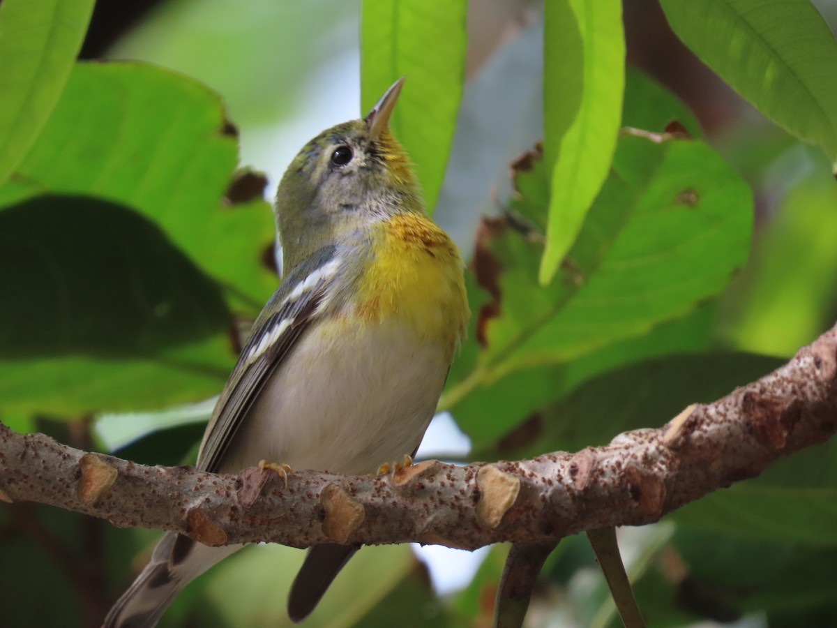 Northern Parula - ML614284016