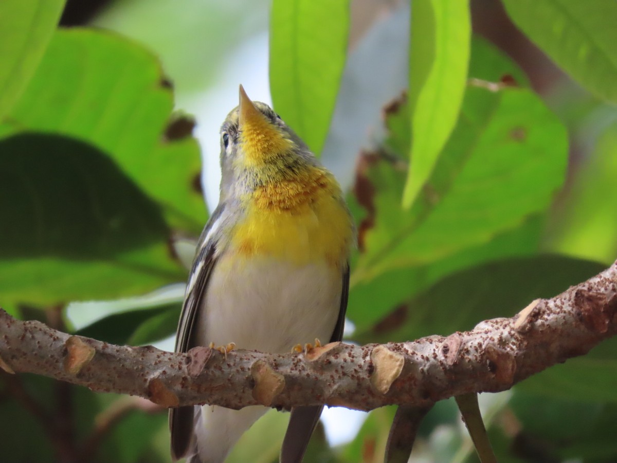 Northern Parula - ML614284017