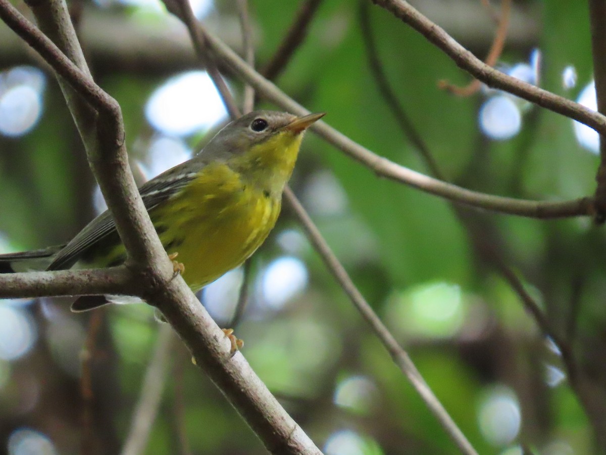 Magnolia Warbler - ML614284030