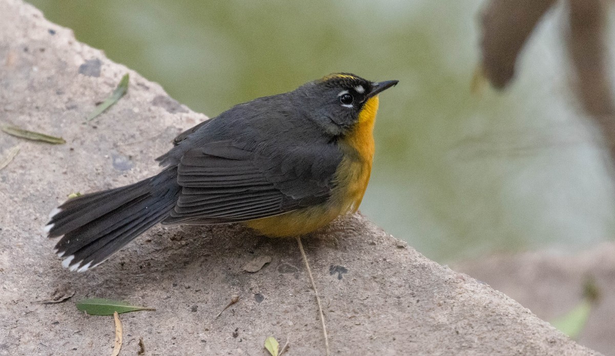 Fan-tailed Warbler - ML614284071