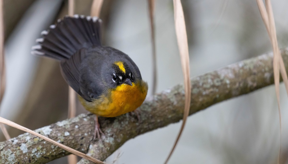 Fan-tailed Warbler - ML614284072