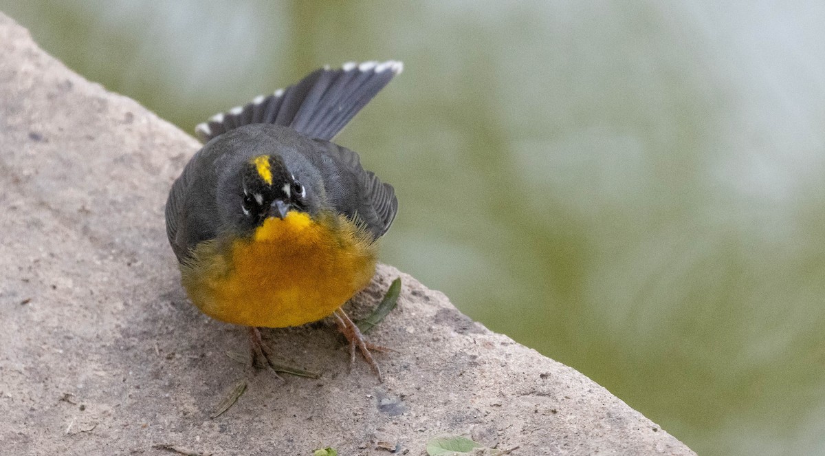 Fan-tailed Warbler - ML614284073
