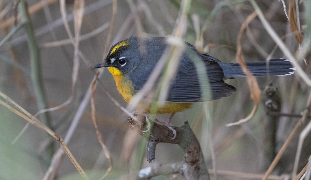 Fan-tailed Warbler - ML614284074