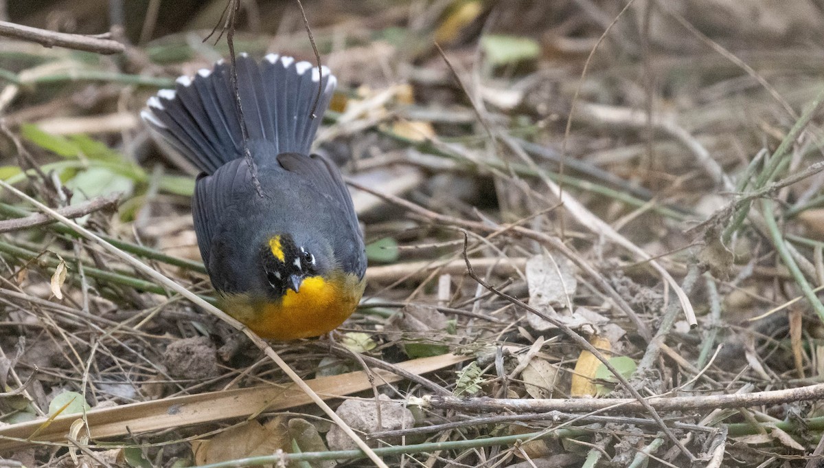Fan-tailed Warbler - ML614284076