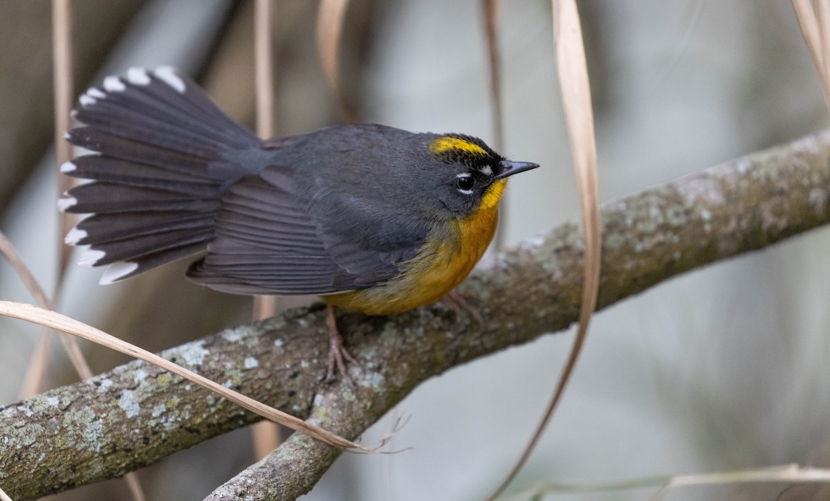 Fan-tailed Warbler - ML614284077