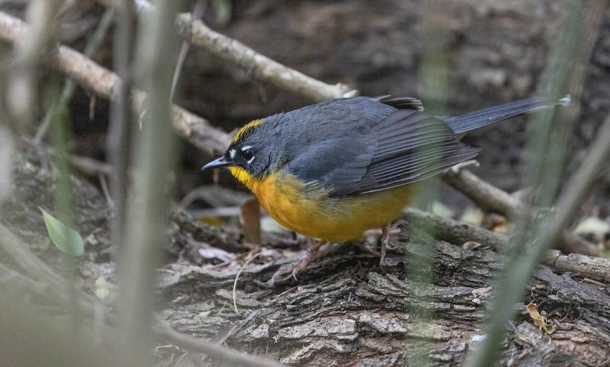 Fan-tailed Warbler - ML614284078