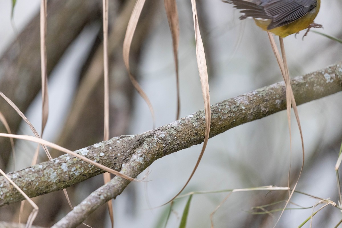 Fan-tailed Warbler - ML614284079