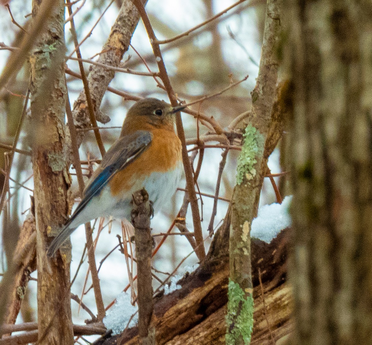 Eastern Bluebird - Kathryn Carson