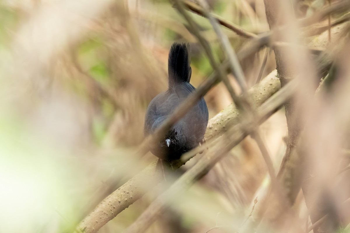 Utcubamba Tapaculo - ML614284134