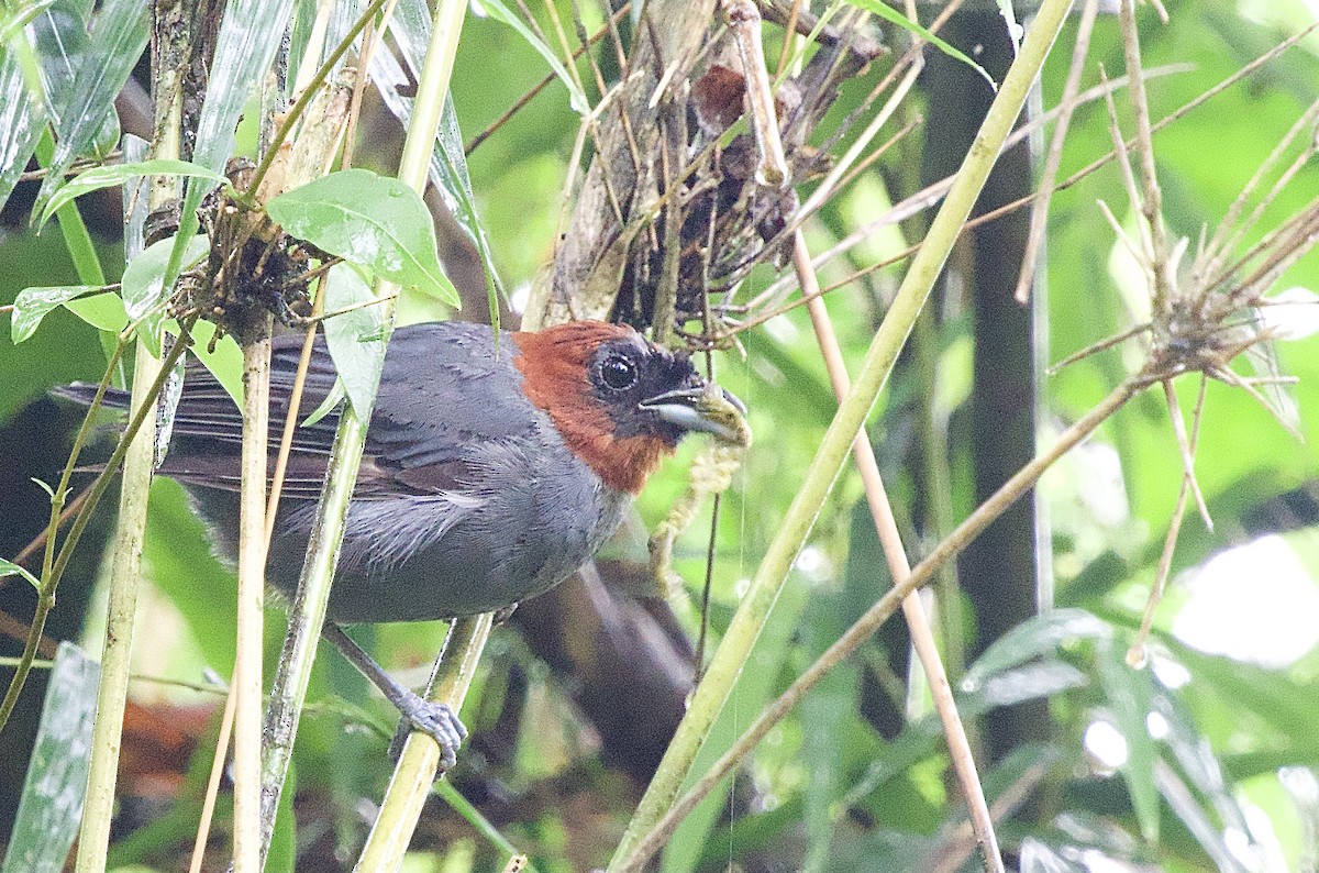 Chestnut-headed Tanager - ML614284136